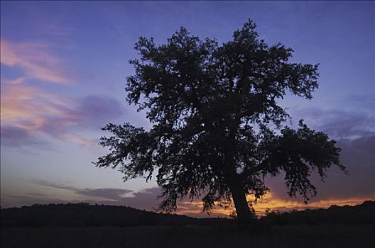 生活方式,橡树,日落,丘陵地区,德克萨斯,美国