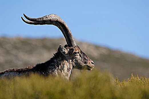 比利牛斯山脉,野山羊,西班牙羱羊,西班牙