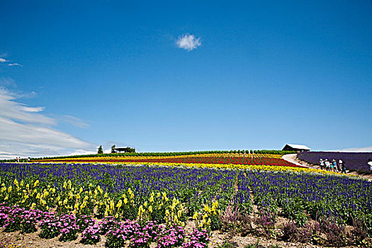 花圃,福良野,北海道,日本,亚洲