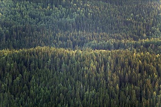 树林,瑞典