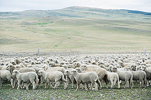羊群,绵羊,痛苦,麦哲伦省,智利