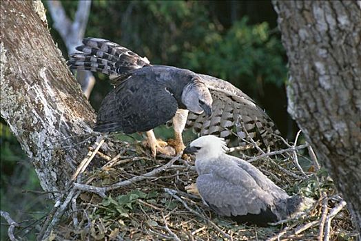 哈比鹰,角雕,雌性,递送,捕食,鸟窝,幼小,幼禽,陆地,塔博帕塔河