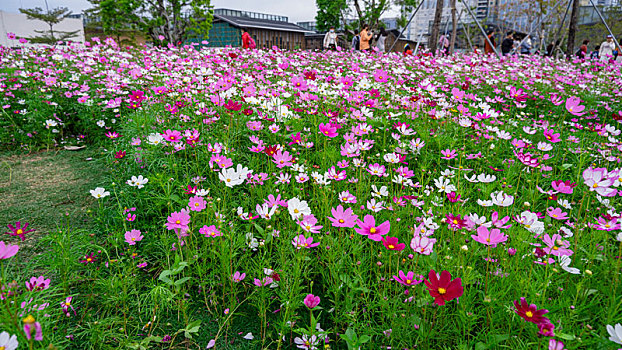 公园里盛开的格桑花