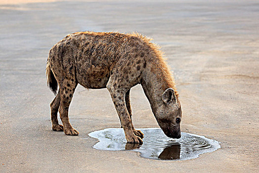 斑鬣狗,成年,喝,克鲁格国家公园,南非,非洲