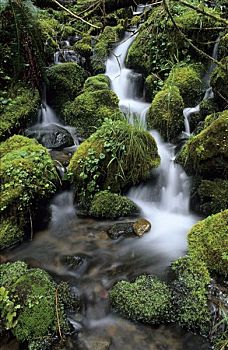 小溪,苔藓,垫,温带雨林,雷尼尔山国家公园,华盛顿