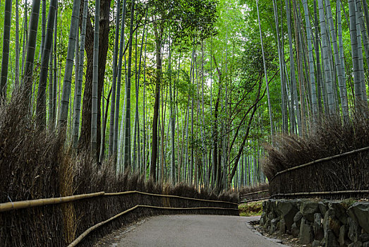 岚山,竹林,京都,日本