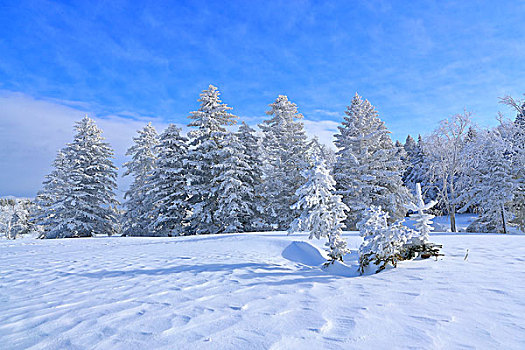 冬森雪湖图片