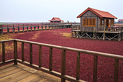 红海滩,碱蓬草,盘锦市,辽宁省,湿地