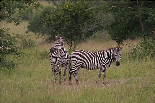 斑马,乌干达