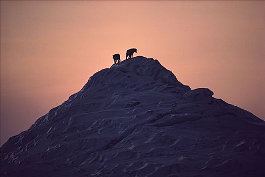 北极狼,狼,一对,剪影,冰山,艾利斯摩尔岛,加拿大