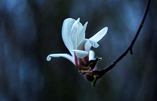 白玉兰花,木兰花