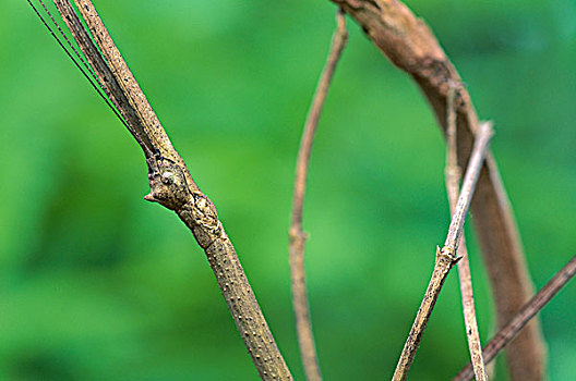 竹节虫,模仿,枝条,科罗拉多岛,巴拿马