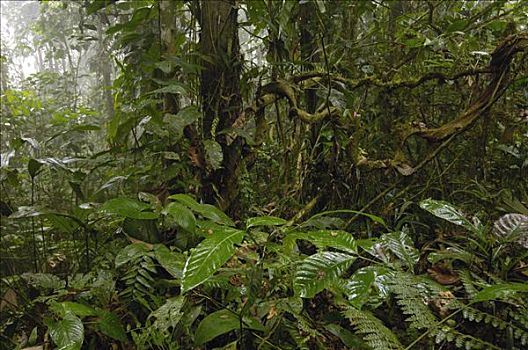 雨林,西部,斜坡,安迪斯山脉,厄瓜多尔