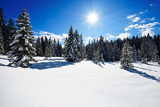 雪,冬季风景,齐姆高,巴伐利亚,德国,欧洲
