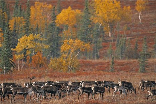 迁徙,北美驯鹿,秋天,阿拉斯加,美国