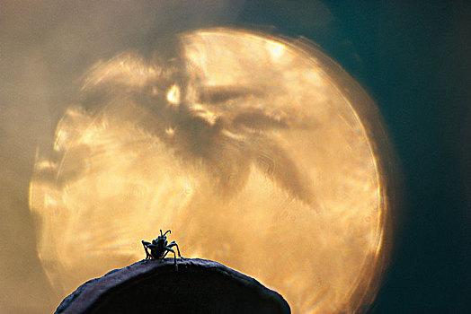 昆虫,岩石上,月亮,背景