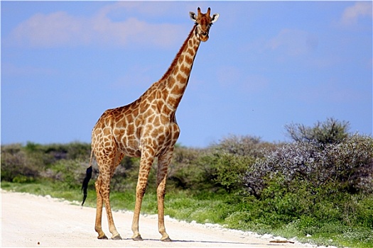 长颈鹿,纳米比亚