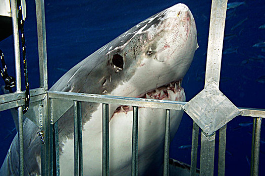 墨西哥,大白鲨,沙鲨属,靠近,安全,钢铁,笼子,瓜达卢佩岛