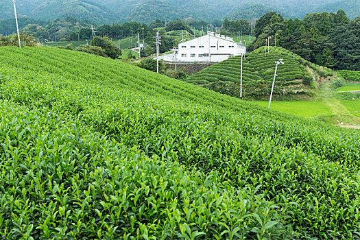 清新,茶,农场