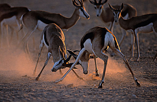 跳羚,争斗,雄性,卡拉哈迪大羚羊国家公园,卡拉哈里沙漠,北开普,南非,非洲