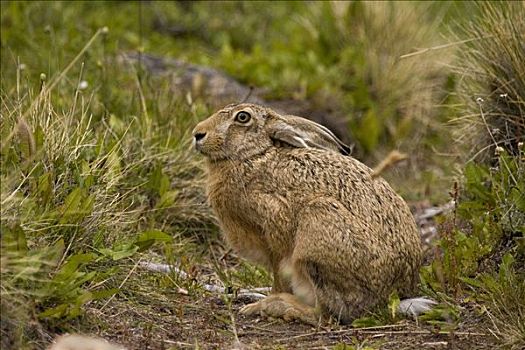 欧洲野兔,棕兔,远足,巴塔哥尼亚,智利,南美