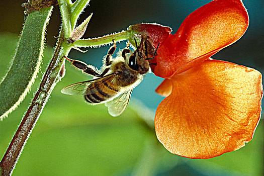 蜜蜂,意大利蜂,收集,花蜜,花,红花菜豆