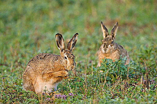 褐色,野兔,欧洲野兔,上奥地利州,奥地利,欧洲
