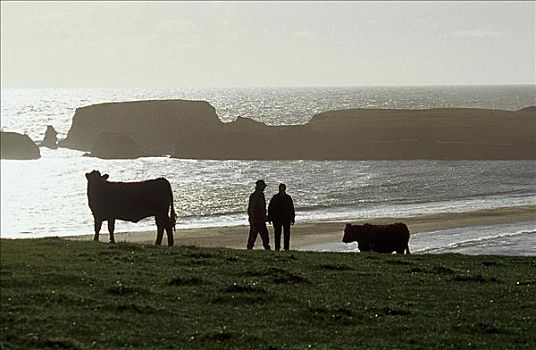 伴侣,母牛,海滩,海岸,薄雾,走,岛,设得兰群岛,苏格兰,英国,欧洲,哺乳动物,牲畜,农事,动物