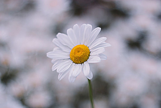 雏菊,花地,特写