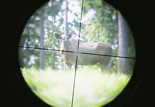 麋鹿,线条,射击,动物园,瑞典