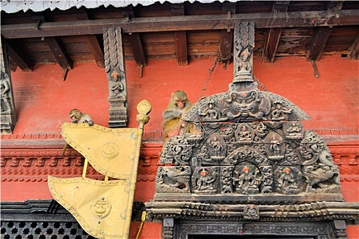 庙宇,门,猴子,加德满都,尼泊尔