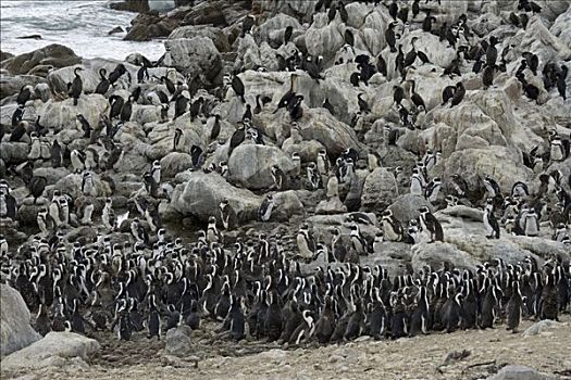 黑脚企鹅,生物群,海岸线,靠近,开普敦,南非