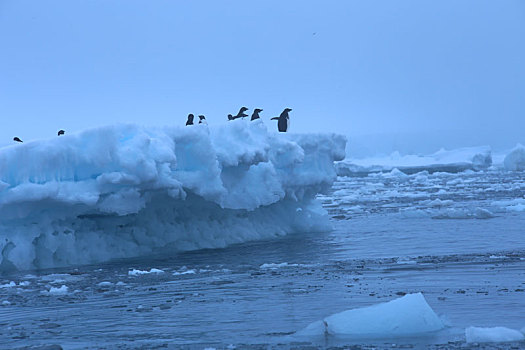 浮冰上的阿德利企鹅