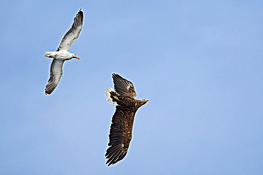 大黑背鸥,攻击,飞,白尾鹰,白尾海雕,挪威