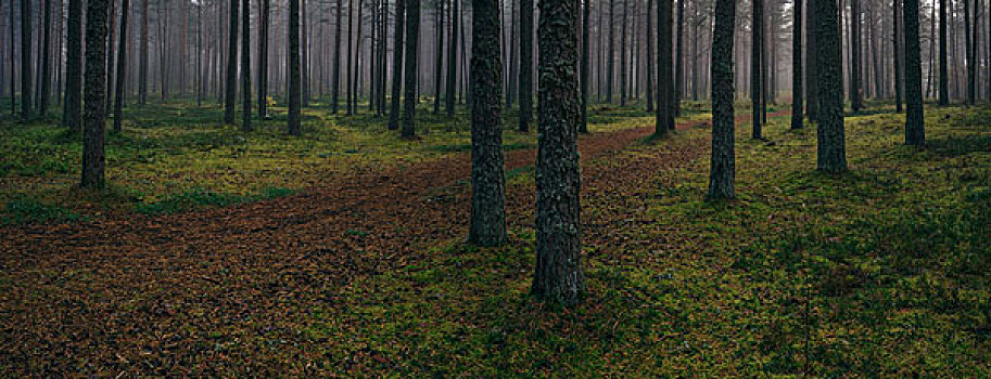 针叶林,全景,雾状,早晨,松树,树干,徒步旅行