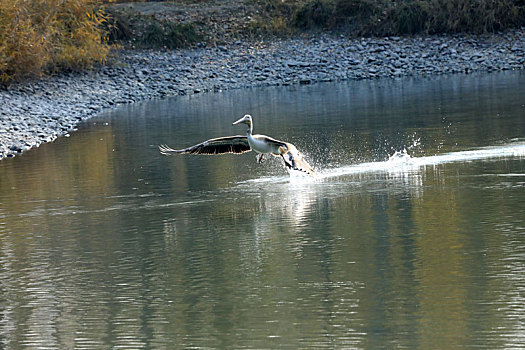 新疆博州,国家二级保护动物卷羽鹈鹕现身农家鱼池