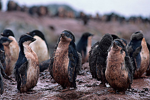南极半岛,鸬鹚,岛屿,阿德利企鹅,生物群,幼禽,6-7岁,老,脏