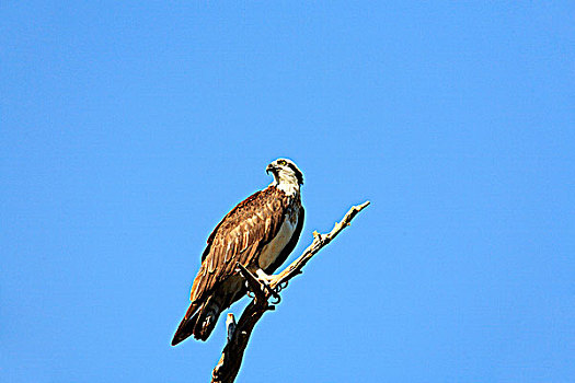 鱼鹰,领土,栖息,上面,残枝,不列颠哥伦比亚省,加拿大
