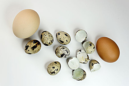 鹌鹑蛋,鸡,蛋