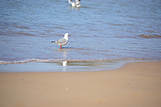 海鸟