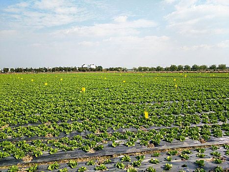 生菜,生菜基地