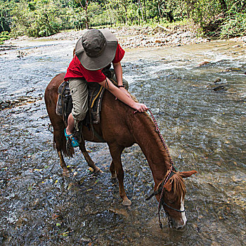 骑手,停止,马,喝,水,河流,庄园,洪都拉斯