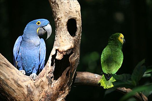 特写,紫蓝金刚鹦鹉,栖息,枝条,纳什维尔,田纳西,美国