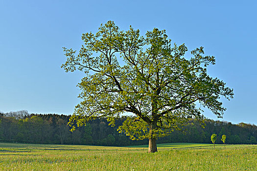 橡树,地区,黑森州,德国