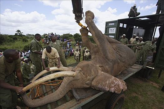 非洲象,雄性动物,装载,卡车,查沃,大象,肯尼亚