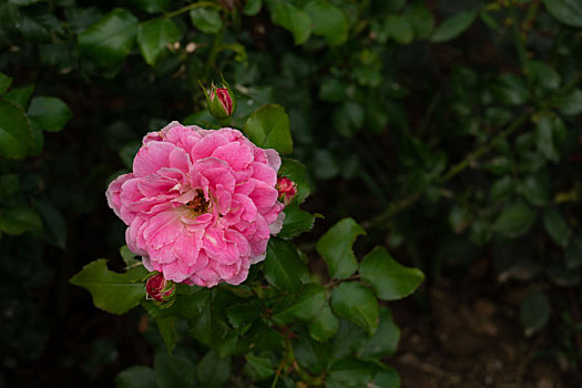 玫瑰花,花,月季,花朵,粉色,红色,红,粉,绿叶,盛开,开花