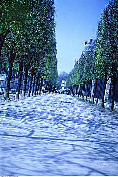 人行道,树,法国
