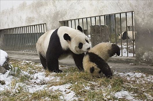 大熊猫,幼兽,母兽,玩,一起,卧龙自然保护区,中国