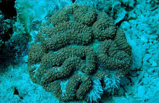 硬珊瑚,珊瑚
