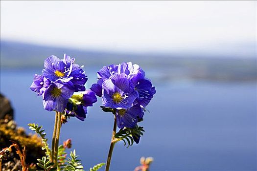 北方生物带,湖,背影,育空地区,加拿大